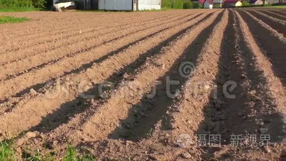 种植马铃薯用犁沟的农田