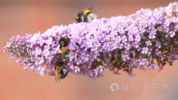 努力工作的大黄蜂在花上视频