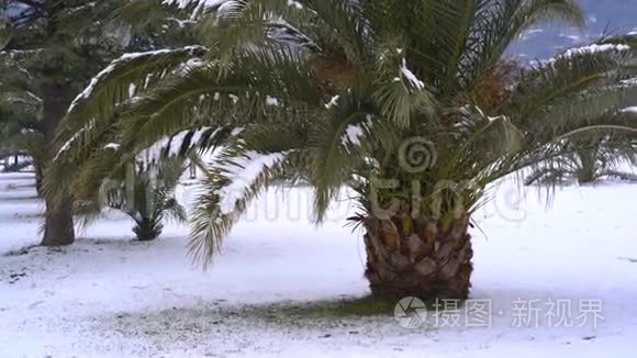 棕榈树被雪覆盖