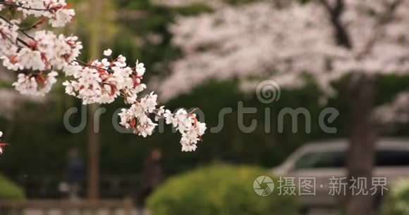 公园里的樱花白天多云间阴天视频