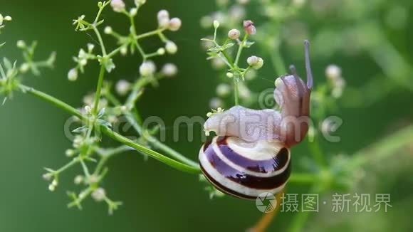 蜗牛沿着小花植物移动视频