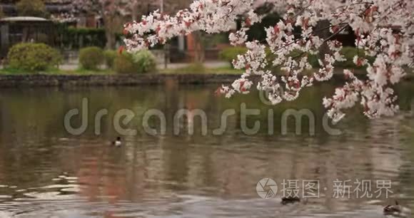 公园里的樱花白天多云间阴天