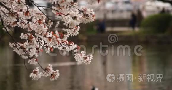 公园里的樱花白天多云间阴天