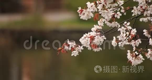 公园里的樱花白天多云间阴天