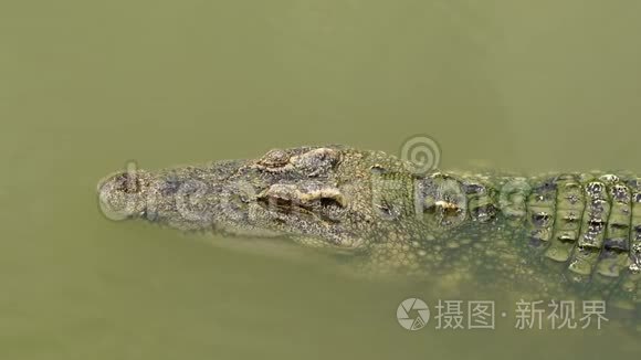 鳄鱼在水里游泳视频