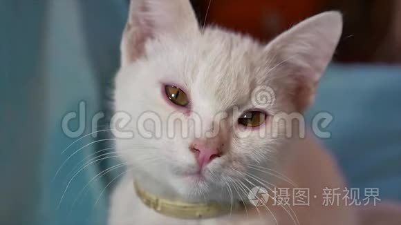 猫白宠物画像.. 一只美丽的斑点猫坐在室内的窗户画像旁