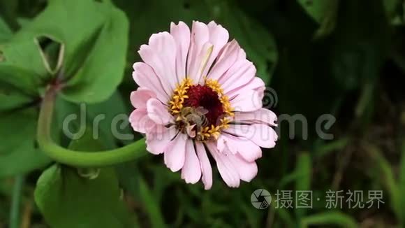 蜜蜂采黄粉花花粉视频