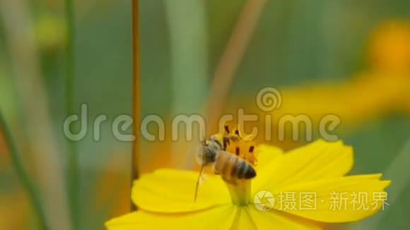 蜜蜂从宇宙花中采集花蜜