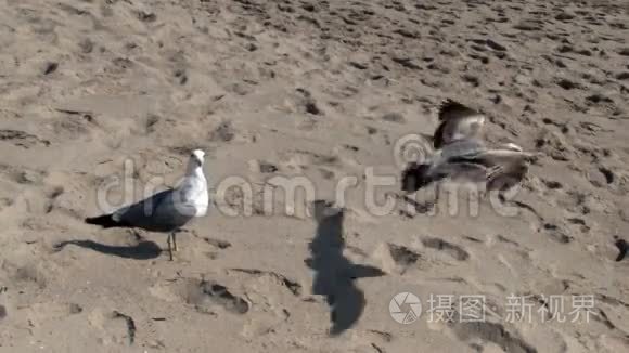 加州圣莫尼卡沙滩上的两只海鸥