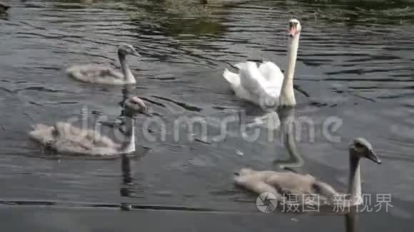 湖中的天鹅鸟家族视频