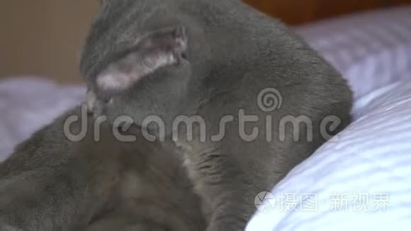 清洗和清洗英国短毛灰猫视频