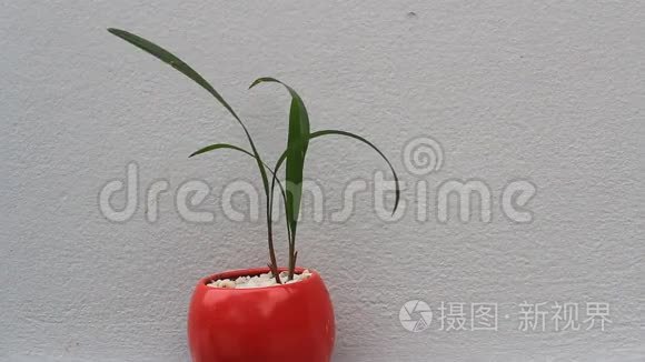 红色花瓶里的绿色植物视频