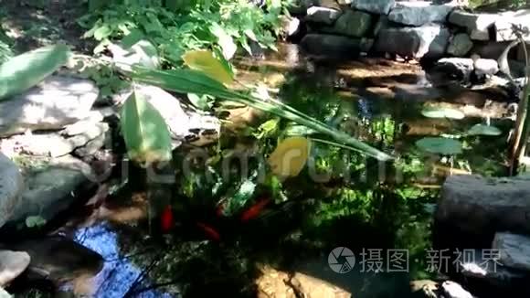 对黑斯堡植物园锦鲤池的思考视频