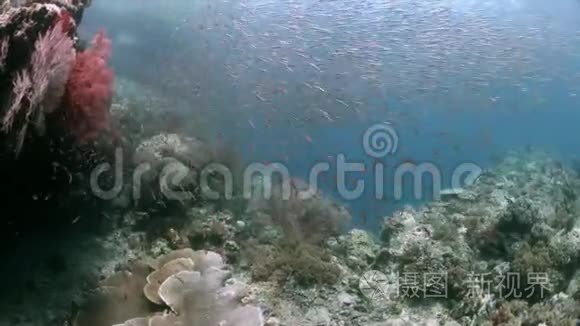 印度尼西亚珊瑚礁，银鱼学校4k