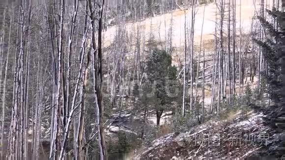 早期黄石公园雪变焦视频