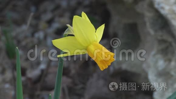 黄色水仙花