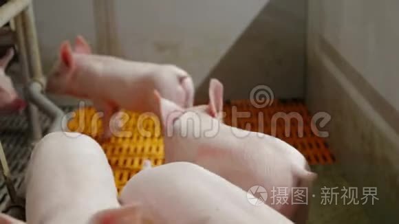 密集饲养的猪在批处理笔