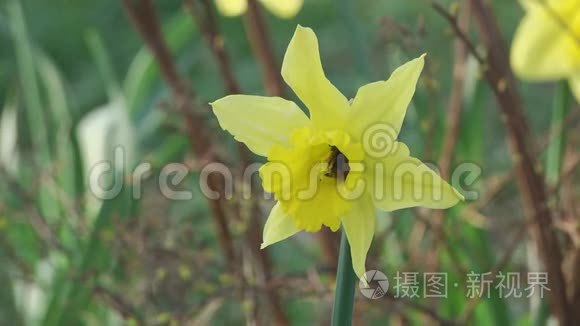 黄色水仙花