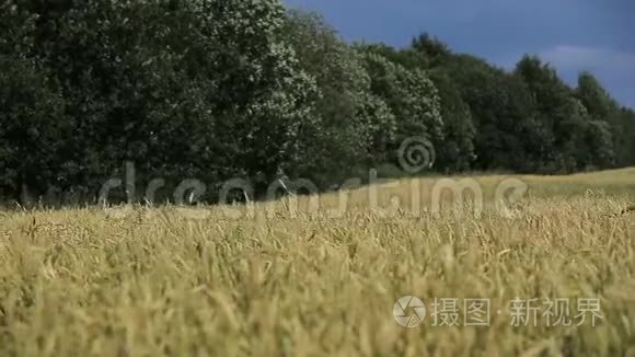 麦田里女孩的手。