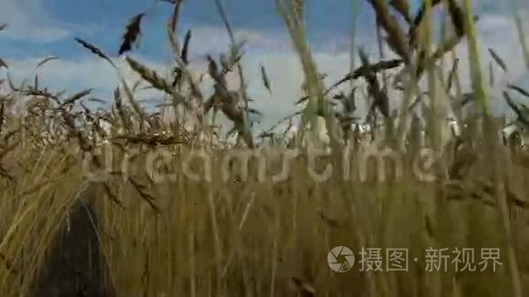 田野上的小麦在蓝天的映衬下生长.