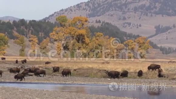 蓝马河畔野牛牧场视频