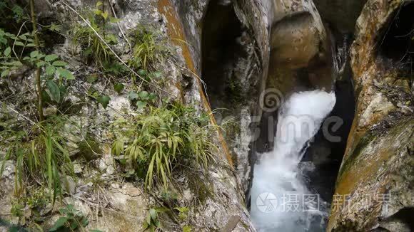 法国罗福三峡植物视频