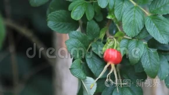 大自然中成熟的玫瑰果实视频