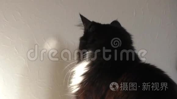 宠物猫玩倒影视频