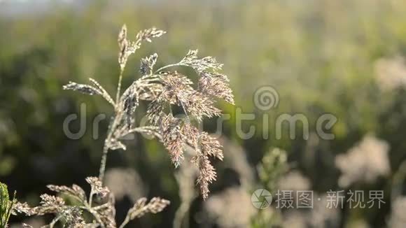 美丽的水晶草与露水视频