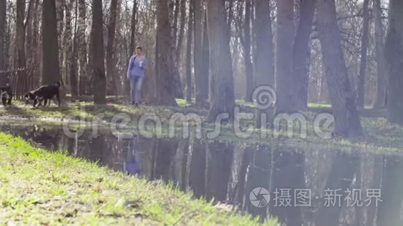 伯尼牧羊犬小狗喝水