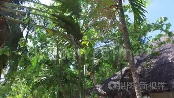 旅游度假酒店的树木和平房屋顶视频