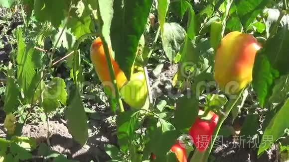 农家田以成熟的红、青椒收获接近YN滑块。