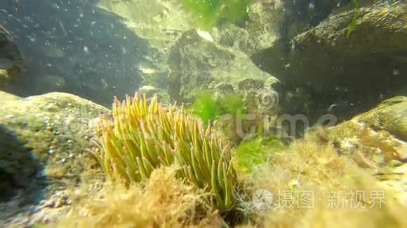 大西洋海底的水下海洋生物