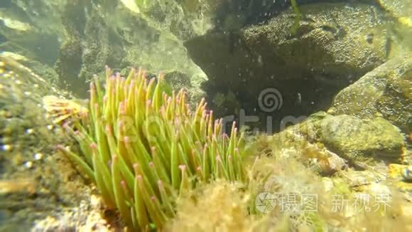 大西洋海底的水下海洋生物视频