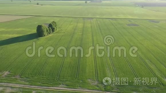 美丽的春天草地和麦田，空中