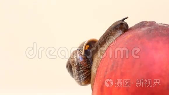 蜗牛在白色背景下吃水果和桃子视频