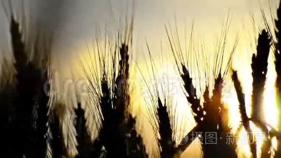小麦穗视频
