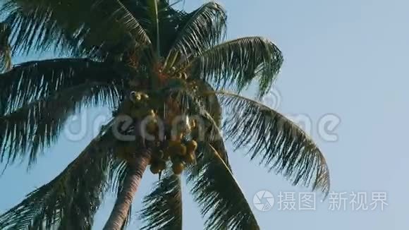 椰子棕榈树上有绿色椰子视频