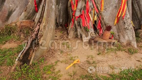 以传统红条装饰的大树特写视频