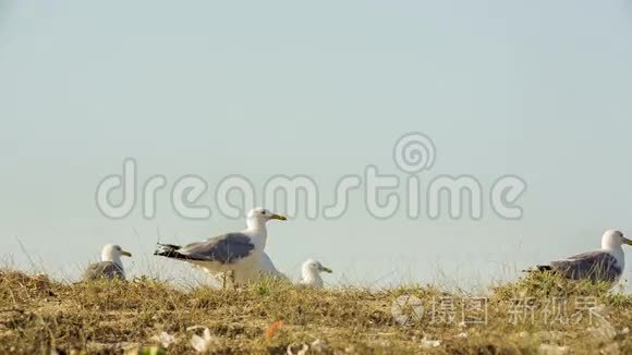 几只海鸥在干草中行走视频