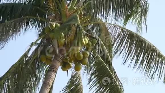椰子棕榈树上有绿色椰子视频