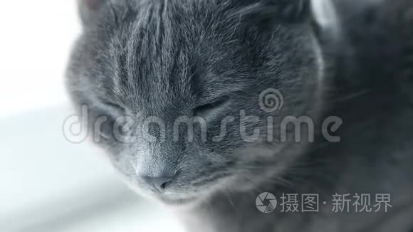 猫画像。 凶猛暴躁纯种猫。 有趣的家用宠物。 猫眼睛的特写。