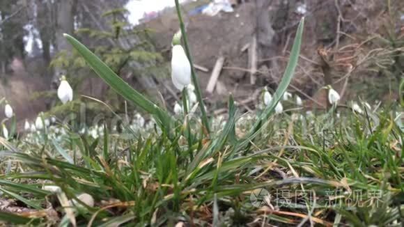 降雪下的雪花视频