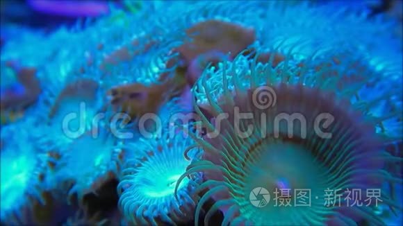 动物软珊瑚视频