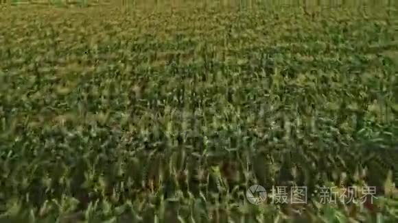 香蕉种植园的净屋空中镜头视频