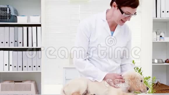 小狗接受兽医的治疗视频