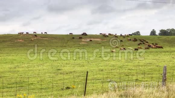 4K超高清农村一片田野和一群牛的延时视图