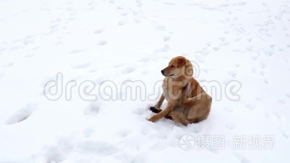 孤独的狗在寒冷的雪地上视频