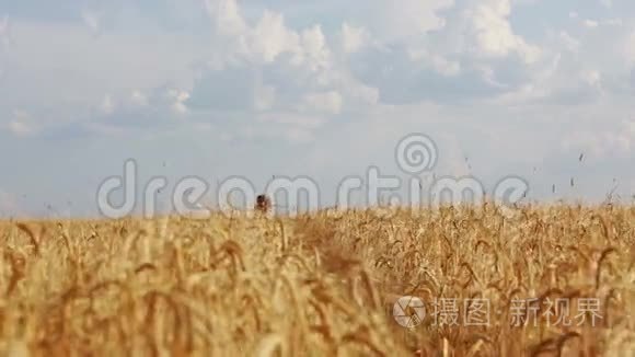 小女孩在麦田里奔跑视频