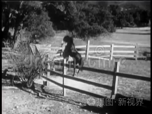 两匹马在畜栏里长大视频